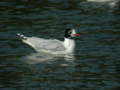 Mouette mélanocéphale Ichthyaetus melanocephalus