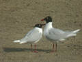 Mouette mélanocéphale Ichthyaetus melanocephalus