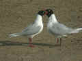 Mouette mélanocéphale Ichthyaetus melanocephalus