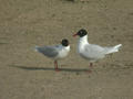 Mouette mélanocéphale Ichthyaetus melanocephalus