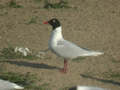 Mouette mélanocéphale Ichthyaetus melanocephalus