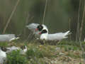 Mouette mélanocéphale Ichthyaetus melanocephalus