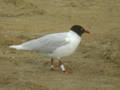 Mouette mélanocéphale Ichthyaetus melanocephalus