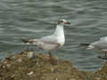 Mouette mélanocéphale Ichthyaetus melanocephalus