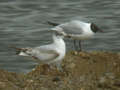 Mouette mélanocéphale Ichthyaetus melanocephalus