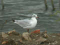 Mouette mélanocéphale Ichthyaetus melanocephalus