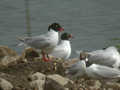 Mouette mélanocéphale Ichthyaetus melanocephalus