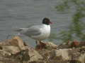 Mouette mélanocéphale Ichthyaetus melanocephalus