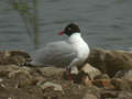 Mouette mélanocéphale Ichthyaetus melanocephalus