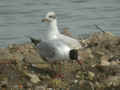 Mouette mélanocéphale Ichthyaetus melanocephalus