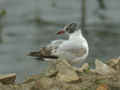 Mouette mélanocéphale Ichthyaetus melanocephalus