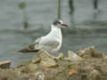 Mouette mélanocéphale Ichthyaetus melanocephalus