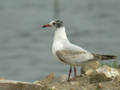 Mouette mélanocéphale Ichthyaetus melanocephalus