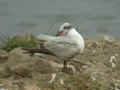 Mouette mélanocéphale Ichthyaetus melanocephalus