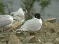 Mouette mélanocéphale Ichthyaetus melanocephalus