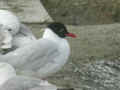 Mouette mélanocéphale Ichthyaetus melanocephalus