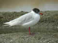 Mouette mélanocéphale Ichthyaetus melanocephalus