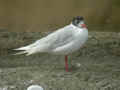 Mouette mélanocéphale Ichthyaetus melanocephalus