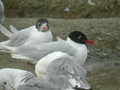 Mouette mélanocéphale Ichthyaetus melanocephalus