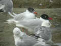 Mouette mélanocéphale Ichthyaetus melanocephalus