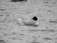 Mouette mélanocéphale Ichthyaetus melanocephalus