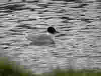 Mouette mélanocéphale Ichthyaetus melanocephalus