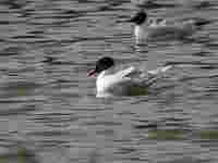 Mouette mélanocéphale Ichthyaetus melanocephalus