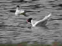 Mouette mélanocéphale Ichthyaetus melanocephalus