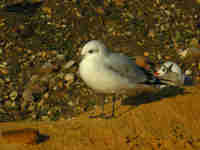 Mouette mélanocéphale Ichthyaetus melanocephalus