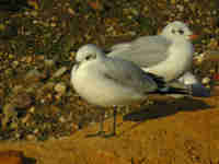 Mouette mélanocéphale Ichthyaetus melanocephalus