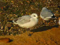 Mouette mélanocéphale Ichthyaetus melanocephalus