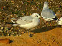 Mouette mélanocéphale Ichthyaetus melanocephalus