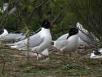 Mouette mélanocéphale Ichthyaetus melanocephalus 3E39