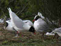 Mouette mélanocéphale Ichthyaetus melanocephalus 3E39