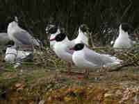 Mouette mélanocéphale Ichthyaetus melanocephalus