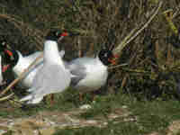 Mouette mélanocéphale Ichthyaetus melanocephalus 510