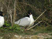 Mouette mélanocéphale Ichthyaetus melanocephalus 510