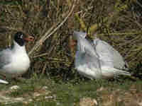 Mouette mélanocéphale Ichthyaetus melanocephalus PHR3