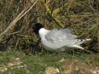 Mouette mélanocéphale Ichthyaetus melanocephalus PHR3