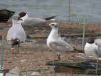 Mouette mélanocéphale Ichthyaetus melanocephalus E117