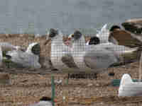 Mouette mélanocéphale Ichthyaetus melanocephalus R12R