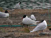 Mouette mélanocéphale Ichthyaetus melanocephalus E117