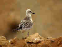 Mouette mélanocéphale Ichthyaetus melanocephalus