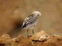 Mouette mélanocéphale Ichthyaetus melanocephalus