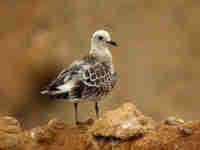 Mouette mélanocéphale Ichthyaetus melanocephalus