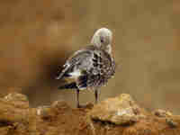 Mouette mélanocéphale Ichthyaetus melanocephalus