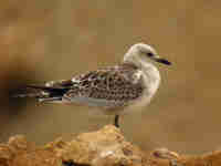 Mouette mélanocéphale Ichthyaetus melanocephalus