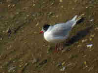 Mouette mélanocéphale Ichthyaetus melanocephalus