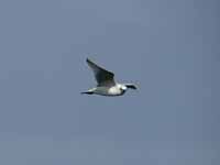 Mouette mélanocéphale Ichthyaetus melanocephalus