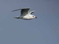 Mouette mélanocéphale Ichthyaetus melanocephalus